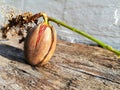 Germinating oak acorn before planting