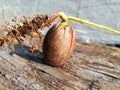 Germinating oak acorn before planting