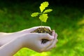 Germinating oak plant, small tree in hands Royalty Free Stock Photo