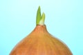 Germinating onion