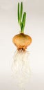 Germinating onion with green pods and long roots