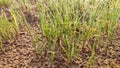 Germinating onion seedlings in the field