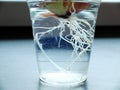 Germinating onion in a transparent plastic glass growing on a window sill with visible roots. The concept of home grown plants