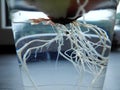 Germinating onion in a transparent plastic glass growing on a window sill with visible roots. The concept of home grown plants