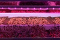 Germinating pea seeds without soil under LED grow light in hydroponic garden Royalty Free Stock Photo