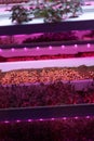 Germinating pea seeds without soil under LED grow light in hydroponic garden Royalty Free Stock Photo