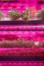 Full spectrum LED grow lights for Nasturtium. Hydroponics and modern methods of growing microgreens Royalty Free Stock Photo