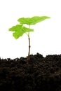 Germinating plant Royalty Free Stock Photo