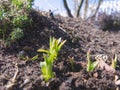 Germinating plant on a beautiful sunny day photo Royalty Free Stock Photo