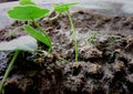 A germinating plant.