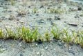 Germinating plants Royalty Free Stock Photo