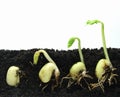 Germinating plants Royalty Free Stock Photo