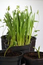 Germinating plants in pots. Preparation for the spring season in the garden Royalty Free Stock Photo