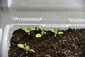 Germinating plants in spring and seedlings Royalty Free Stock Photo