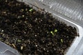Germinating plants in spring and seedlings Royalty Free Stock Photo