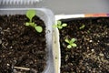 Germinating plants in spring and seedlings Royalty Free Stock Photo