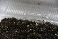 Germinating plants in spring and seedlings