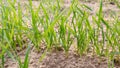 Germinating plants of wheat crop Royalty Free Stock Photo