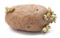 Germinating potato Royalty Free Stock Photo