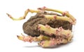 Germinating potato Royalty Free Stock Photo