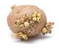 Germinating potato Royalty Free Stock Photo