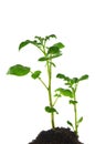 Germinating potato Royalty Free Stock Photo