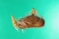 Germinating potato on green background Royalty Free Stock Photo