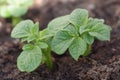 Germinating potato Royalty Free Stock Photo