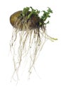 Germinating potato Royalty Free Stock Photo