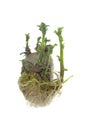 Germinating potato Royalty Free Stock Photo