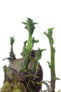 Germinating potato Royalty Free Stock Photo