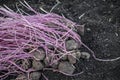 germinating potatoes on the ground Royalty Free Stock Photo
