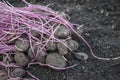 germinating potatoes on the ground Royalty Free Stock Photo