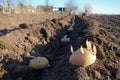 Germinating potatoes. Planting germinating potato tubes into the ground. Royalty Free Stock Photo