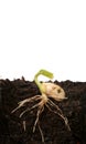 Germinating seed Royalty Free Stock Photo