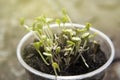 Germinating seed to sprout agriculture and plant grow sequence with sunlight and green background