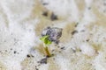 Germinating seedling seed morning glory Goats foot creeping beach flower Royalty Free Stock Photo