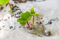 Germinating seedling seed morning glory Goats foot creeping beach flower Royalty Free Stock Photo