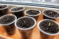 Germinating seeds of tomato and pepper on windowsill. Royalty Free Stock Photo