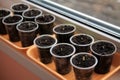 Germinating seeds of tomato and pepper on windowsill. Royalty Free Stock Photo