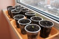 Germinating seeds of tomato and pepper on windowsill. Royalty Free Stock Photo