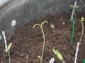 Germinating sprouts of seedlings of peppers. The plants were pla Royalty Free Stock Photo