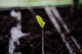 Germinating Tomato Seed Royalty Free Stock Photo