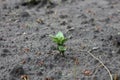 Germinating young green potato sprout in the ground Royalty Free Stock Photo
