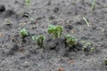 Germinating young green sprouts of potatoes in the ground Royalty Free Stock Photo