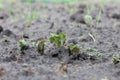 Germinating young green sprouts of potatoes in the ground Royalty Free Stock Photo