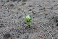 Germinating young potato sprout in the soil Royalty Free Stock Photo