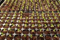 Germination of Blue Stock Iron Flower.