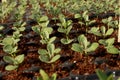 Germination of Blue Stock Iron Flower.