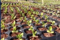 Germination of Blue Stock Iron Flower.